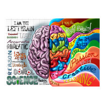 Höger Broin Lämnat Brain Poster