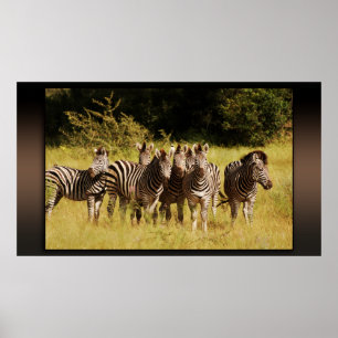 Höger på dig - zebröder safari vilt liv poster