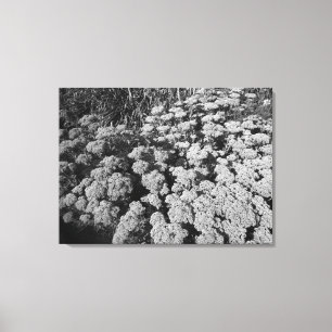 Högerhörning i Sedum (B&W) Canvastryck