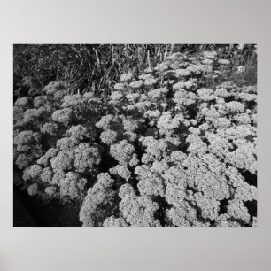 Högerhörning i Sedum (B&W) Poster