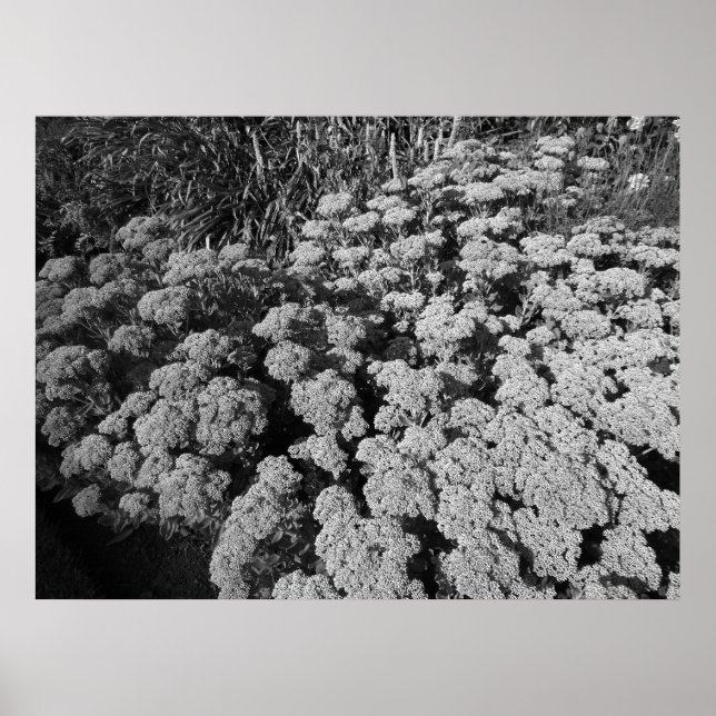 Högerhörning i Sedum (B&W) Poster (Framsidan)
