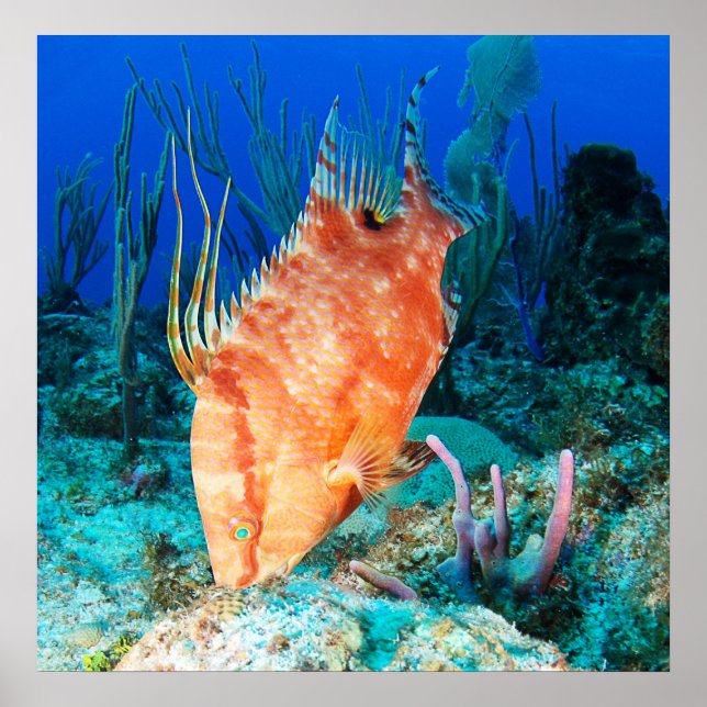 Hogfish Poster (Framsidan)