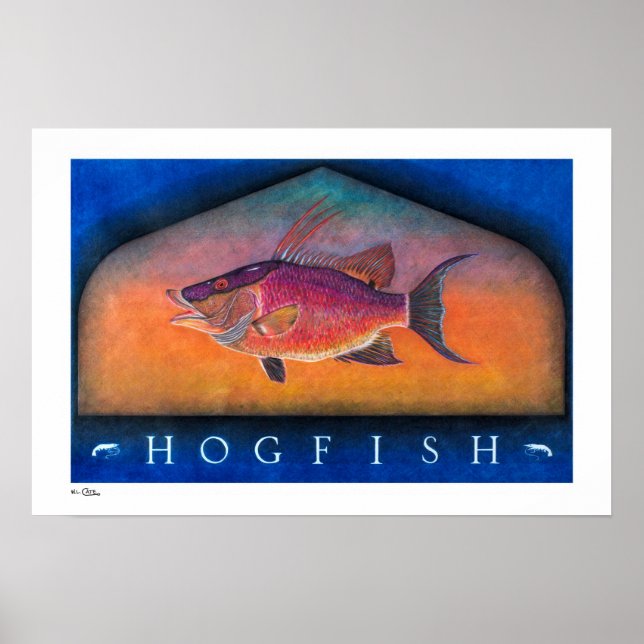 Hogfish Poster, Skriver ut och Ramar Poster (Framsidan)