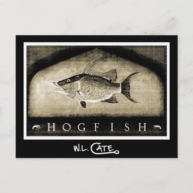 Hogfish Vintage Black & White-vykort Vykort (Framsida)