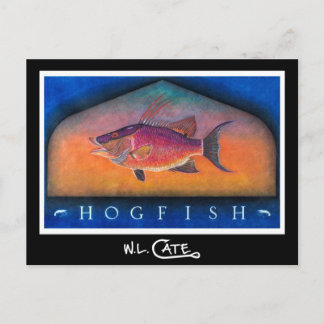 Hogfish-vykort Vykort