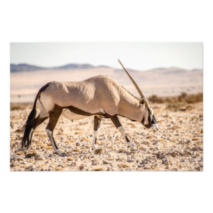 Högkvalitativt fototryck av oryxantilopet i öken