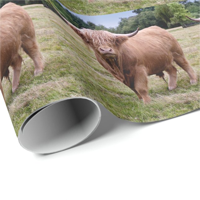 Höglands- ko som slår in papper presentpapper (Rullad Hörn)