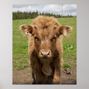 Höglands- nötkreaturkalv, nära Dufftown, Poster