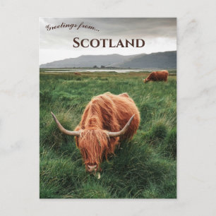 Höglandsboskap Isle of Mull Skottland Vykort