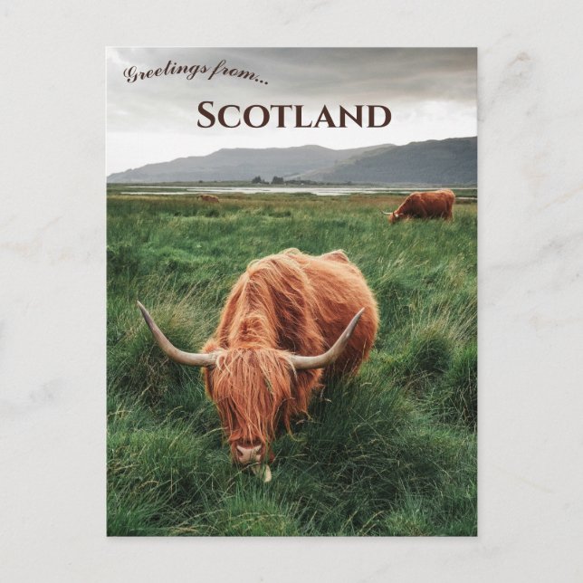 Höglandsboskap Isle of Mull Skottland Vykort (Framsida)