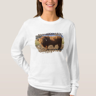 Höglandsboskap Tjure, Skottland T-shirt