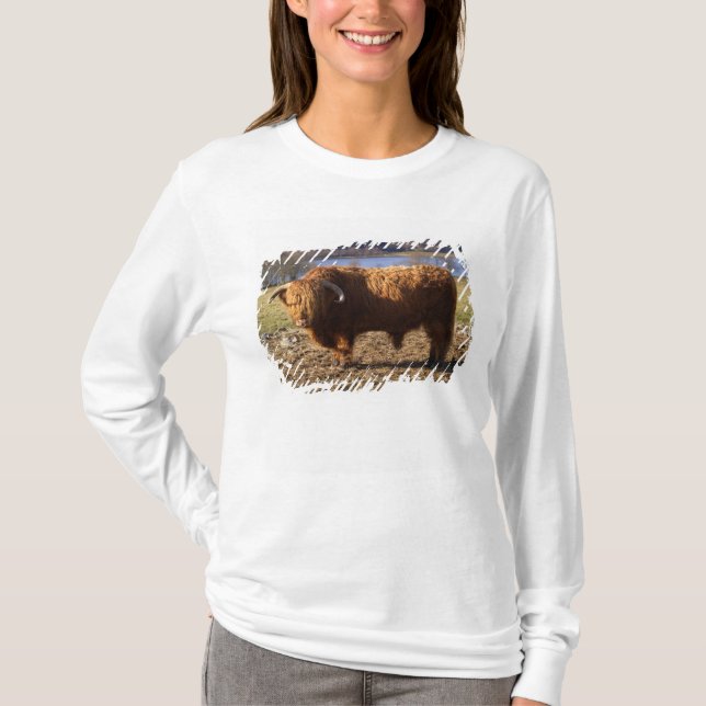 Höglandsboskap Tjure, Skottland Tee (Framsida)