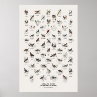 Höglandsfåglar - Naturalistens bibliotek Poster
