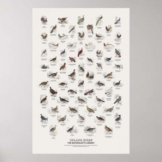 Höglandsfåglar - Naturalistens bibliotek Poster (Framsidan)
