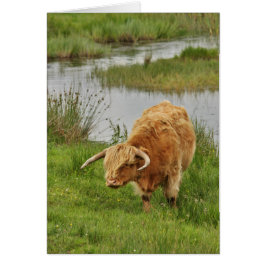 Höglandskö i gräs hälsningskort