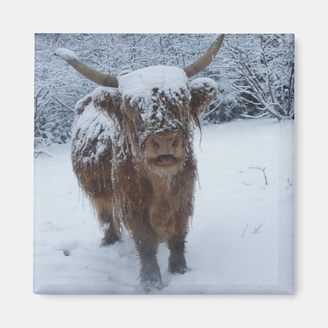 Höglandskockan i Snö Magnet (Framsidan)