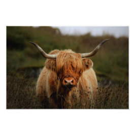 Höglandskokliliken Isle of Mull Photo Print Fototryck