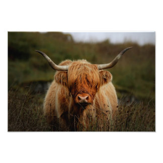Höglandskokliliken Isle of Mull Photo Print Fototryck