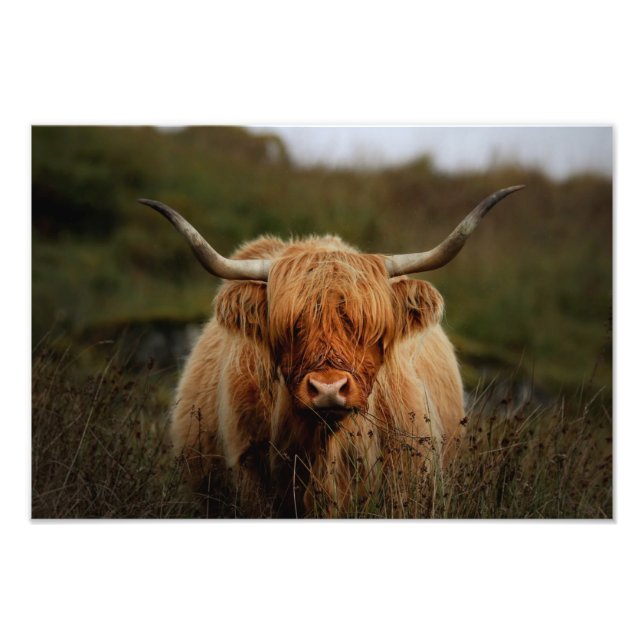 Höglandskokliliken Isle of Mull Photo Print Fototryck (Framsidan)