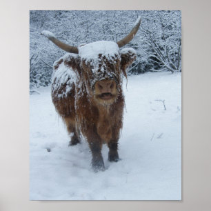 Höglandskon i Snö Poster