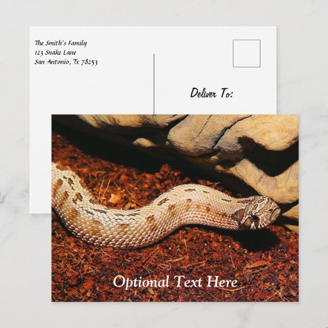 Hognos Pet Snake Vykort (Fram/baksida)