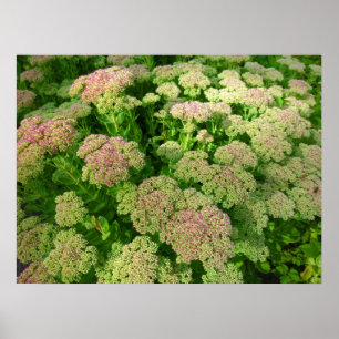 Högre ände i Sedum Poster