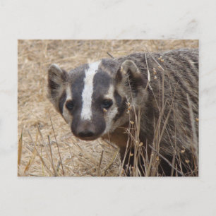 Högre staredown-vykort vykort