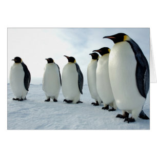 Högre upp kejsar Penguins Hälsningskort