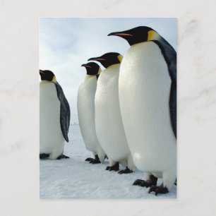 Högre upp kejsar Penguins Vykort