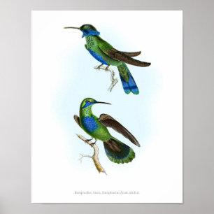 HÖGST KVALITETS- affisch av Trochilus Hummingbird