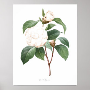 HÖGST KVALITETS- botaniskt tryck av camelliaen