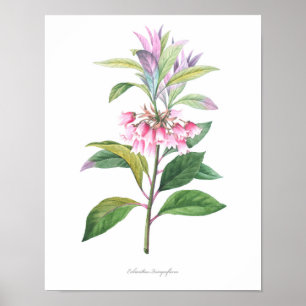 HÖGST KVALITETS- botaniskt tryck av Enkianthus