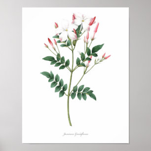 HÖGST KVALITETS- botaniskt tryck av jasminen