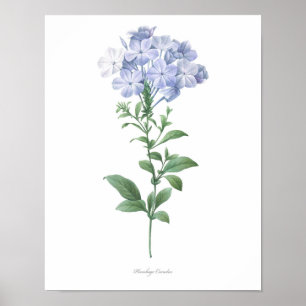 HÖGST KVALITETS- botaniskt tryck av Plumbago