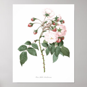 HÖGST KVALITETS- botaniskt tryck av rosa Adelia