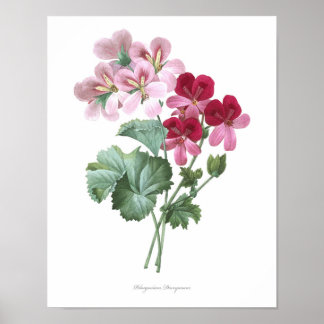 HÖGSTA KVALITETSKVALITET - Bandtryck i Storksbill Poster