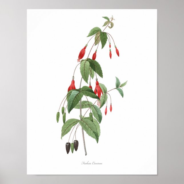 HÖGSTA KVALITETSKVALITET Botaniskt tryck på Fuchsi (Framsidan)