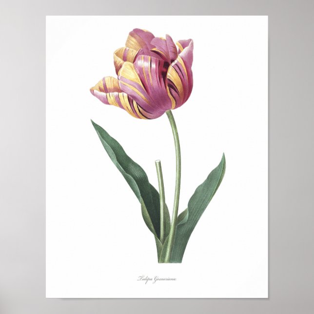 HÖGSTA KVALITETSKVALITET Botaniskt tryck på Tulip (Framsidan)