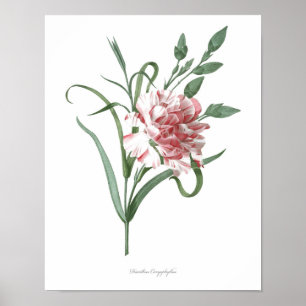 HÖGSTA KVALITETSKVALITETEN Botaniskt avtryck av ne Poster