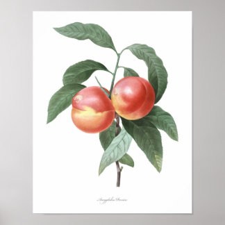 HÖGSTA KVALITETSKVALITETSKRETA Peach Poster