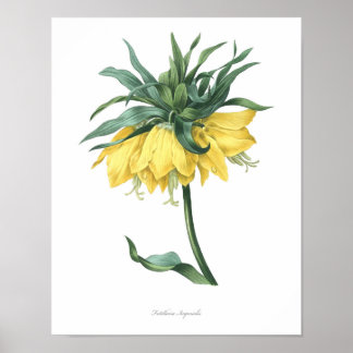 HÖGSTA KVALITETSKVALITETSKVALITET - botaniskt tryc Poster