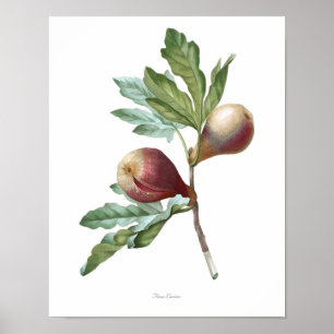 HÖGSTA KVALITETSKVALITETSUTskrift av Fig Poster