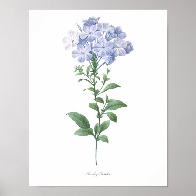 HÖGSTA KVALITETSKVALITETSUTskrift av Plumbago Poster (Framsidan)