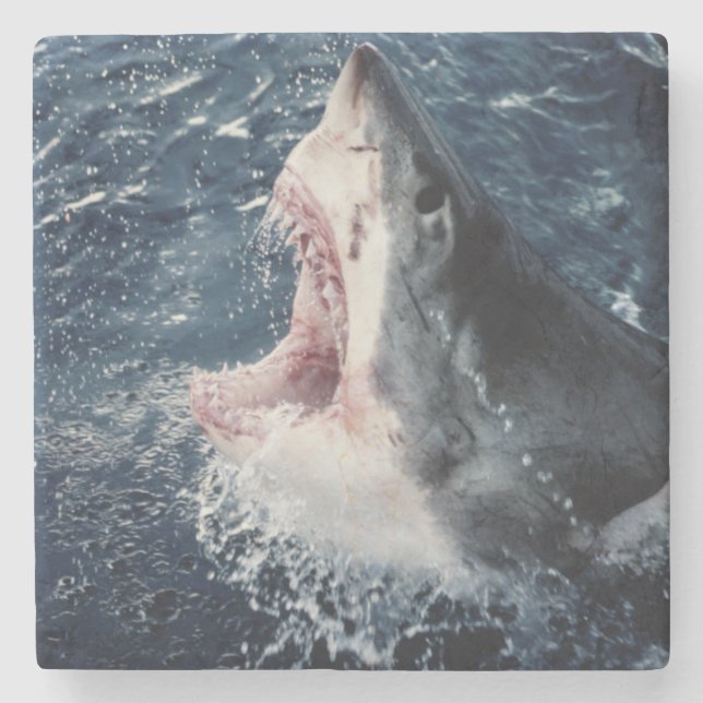 Högstämd öppen hajmun underlägg sten (Framsidan)