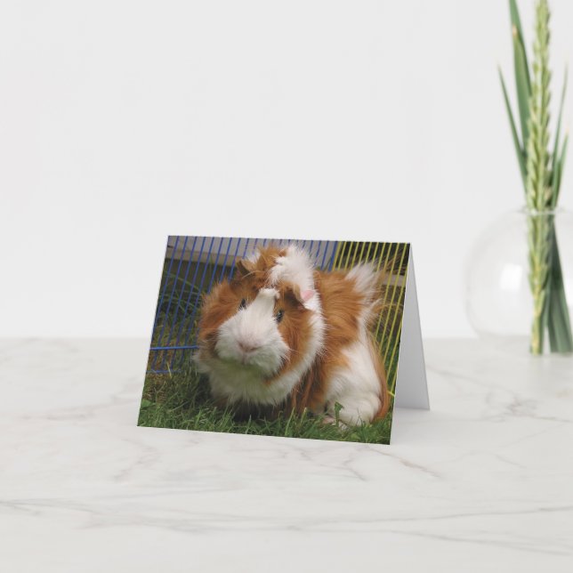 Högt där! (Gyckelmakare) Kort (Framsida)