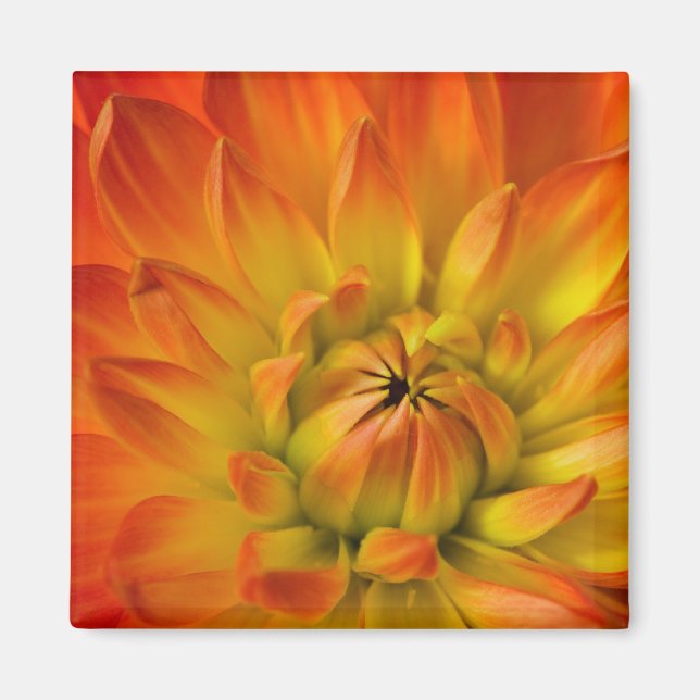 Högt i fotografier av Dalhia-blomman med Magnet (Framsidan)