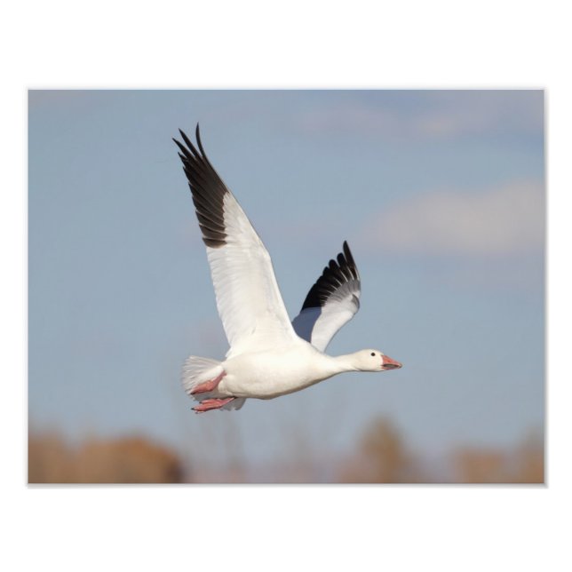 Högt i himlar fototryck (Framsidan)