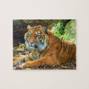 Högtidligt tigerpussel pussel