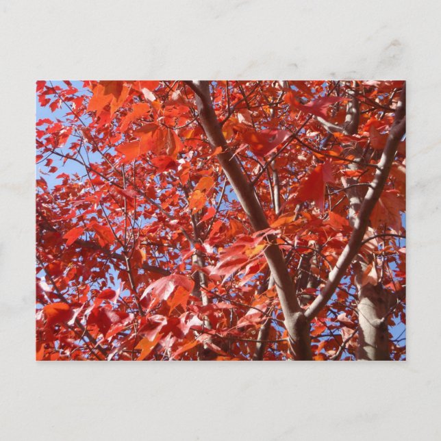 Högtidligt vykort (Framsida)