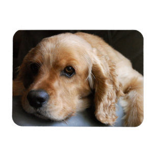 Högvärdig magnet för cockerspanielSpaniel